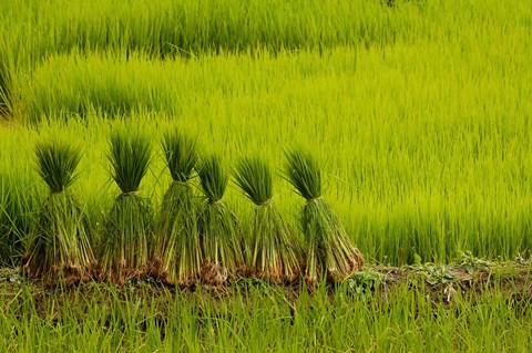 Framed Rice Field, China Print