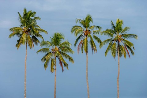 Framed Coconut trees in Backwaters, Kerala, India Print