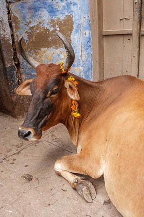 Framed Cow withFflowers, Varanasi, India Print