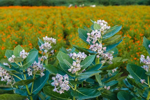 Framed Flower Field, Southern India Print