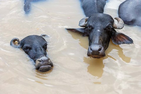 Framed Water Buffalo in Ganges River, Varanasi, India Print