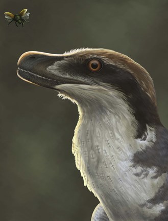 Framed Acheroraptor dromaeosaurid dinosaur with hispine beetle Print