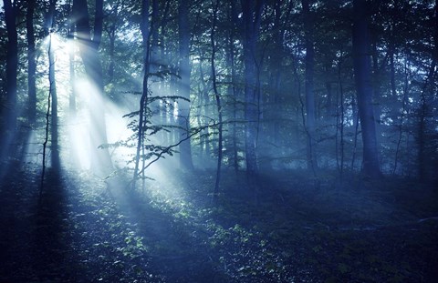 Framed Beam of light in a dark forest, Liselund Slotspark, Denmark Print