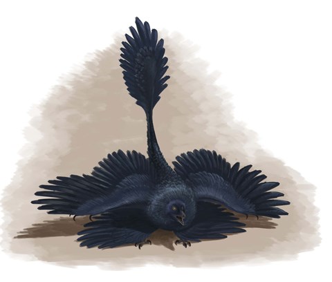 Framed Microraptor gui spreads its four wings to look as large as possible Print