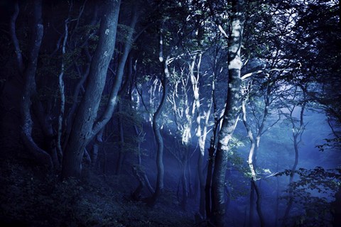 Framed Dark forest, Liselund Slotspark, Denmark Print