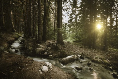 Framed Small stream in a forest at sunset, Pirin National Park, Bulgaria Print