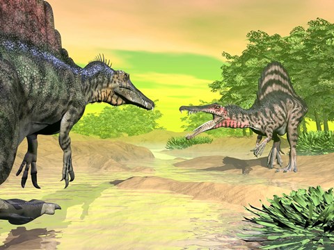 Framed Confrontation between two Spinosaurus dinosaurs Print