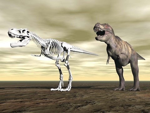 Framed Comparison of Tyrannosaurus Rex standing next to its fossil skeleton Print