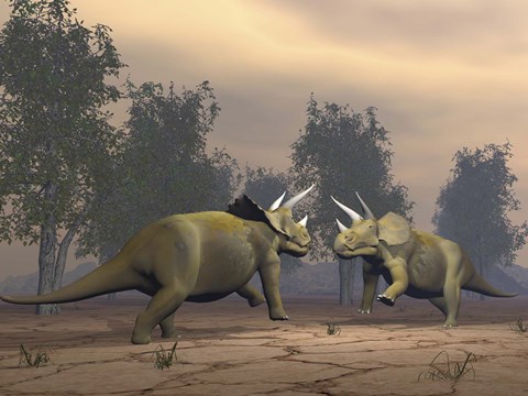 Framed Confrontation between two Triceratops Print