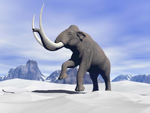 Framed Large mammoth walking slowly on the snowy mountain Print