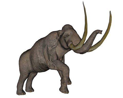 Framed Large mammoth, white background Print