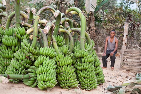 Framed India, Meghalaya, Bajengdoba, Bananas and the man who picked them Print