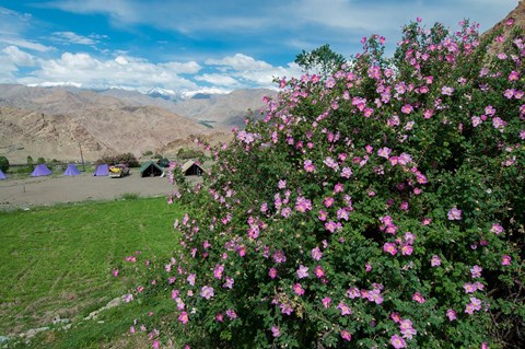 Framed Pink roses at campsite near the Hemis Monastery, Ladakh, India Print