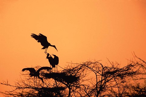 Framed Painted Stork against a sunset sky, India Print