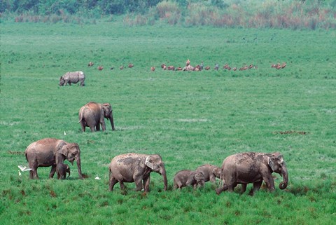 Framed Asian Elephant in Kaziranga National Park, India Print