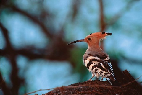 Framed Common Hoopoe in Bandhavgarh National Park, India Print