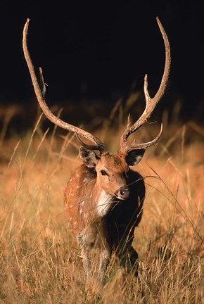 Framed Chital in Bandhavgarh National Park, India Print