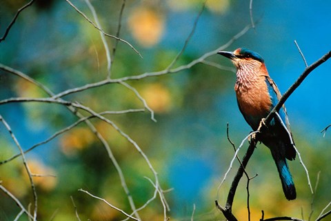 Framed Indian Roller in Bandhavgarh National Park, India Print