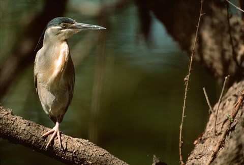 Framed Little Heron in Bandhavgarh National Park, India Print