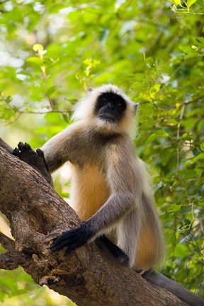 Framed Monkey, Rajastan, India Print