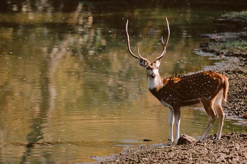 Framed Chital at Water&#39;s Edge in Bandhavgarh National Park, India Print