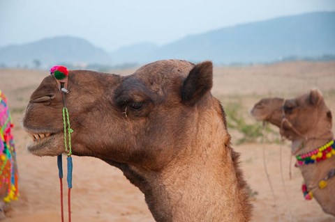Framed Close-up of a camel, Pushkar, Rajasthan, India. Print