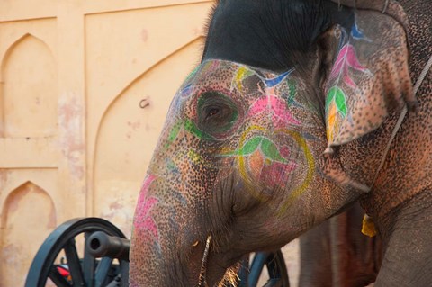 Framed Decorated elephant at the Amber Fort, Jaipur, Rajasthan, India. Print