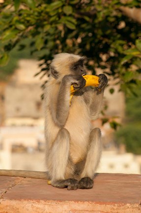 Framed Langur Monkey holding a banana, Amber Fort, Jaipur, Rajasthan, India Print