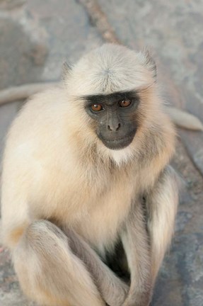 Framed Langur Monkey, Amber Fort, Jaipur, Rajasthan, India Print