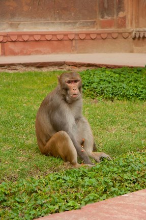 Framed Monkey, Uttar Pradesh, India Print