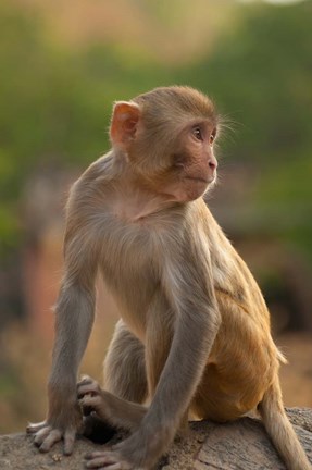 Framed Young Rhesus monkey, Monkey Temple, Jaipur, Rajasthan, India Print