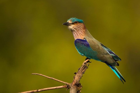 Framed Indian Roller, Bandhavgarh National Park, India Print