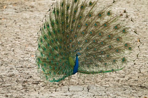 Framed Indian Peafowl, Bandhavgarh National Park, India Print