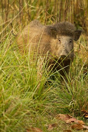 Framed Indian Wild Boar, Madhya Pradesh, Kanha National Park, India Print