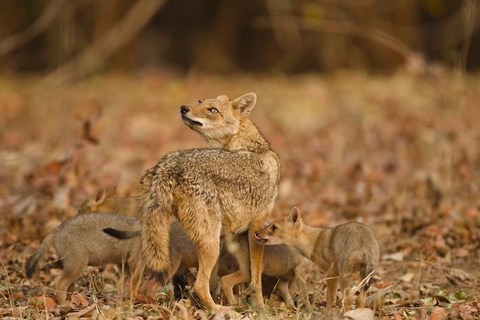 Framed Jackal With Pups, Madhya Pradesh, Pench National Park, India Print