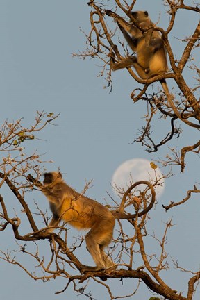 Framed Pair of Hanuman Langur, Kanha National Park, India Print