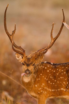 Framed Spotted Deer, Madhya Pradesh, Kanha National Park, India Print