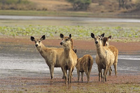 Framed Alert Sanbar deers, Ranthambhor National Park, India Print