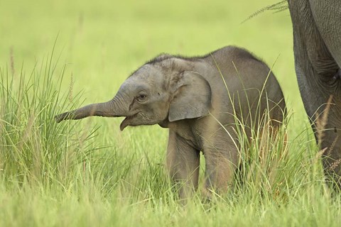 Framed Asian Elephant,Corbett National Park, Uttaranchal, India Print