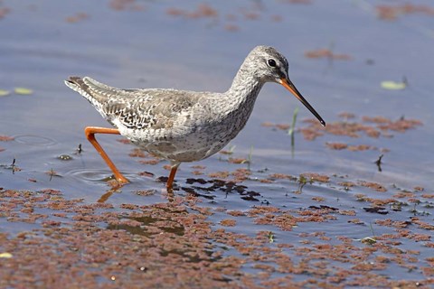 Framed Bird, Redshank, Ranthambhor National Park, India Print