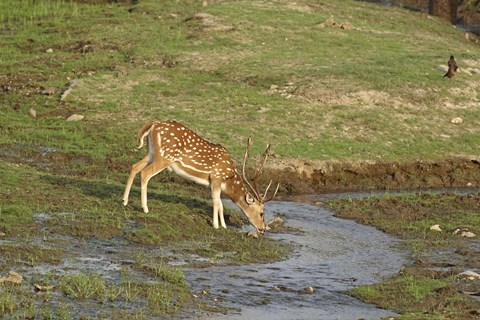 Framed Chital wildlife, Corbett NP, Uttaranchal, India Print