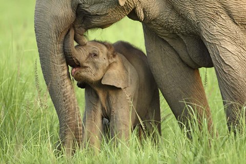 Framed Elephant and Young, Corbett National Park, Uttaranchal, India Print