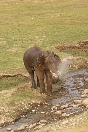 Framed Elephant at waterhole, Corbett NP, Uttaranchal, India Print