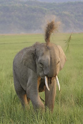 Framed Elephant dust bath, Corbett NP, Uttaranchal, India Print