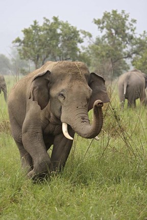 Framed Elephant Greeting, Corbett National Park, Uttaranchal, India Print