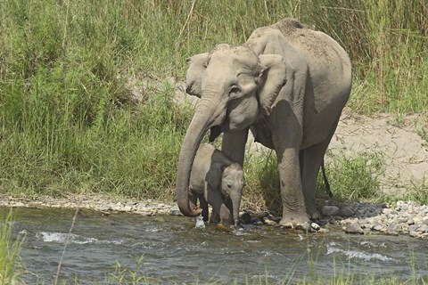 Framed Elephant on riverbank, Corbett NP, Uttaranchal, India Print