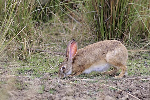 Framed Indian Hare wildlife, Ranthambhor NP, India Print