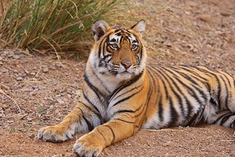 Framed Portrait of Royal Bengal Tiger, Ranthambhor National Park, India Print