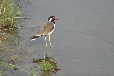 Framed Redwattled Lapwing bird, Corbett NP, India. Print