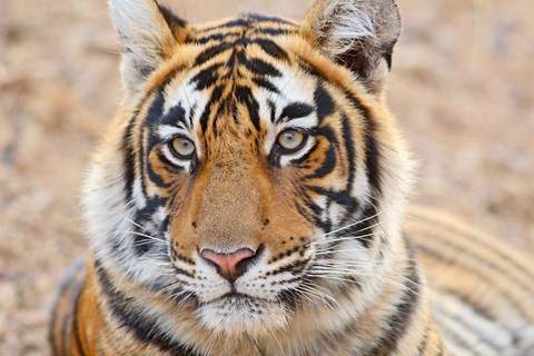 Framed Royal Bengal Tiger Head, Ranthambhor National Park, India Print